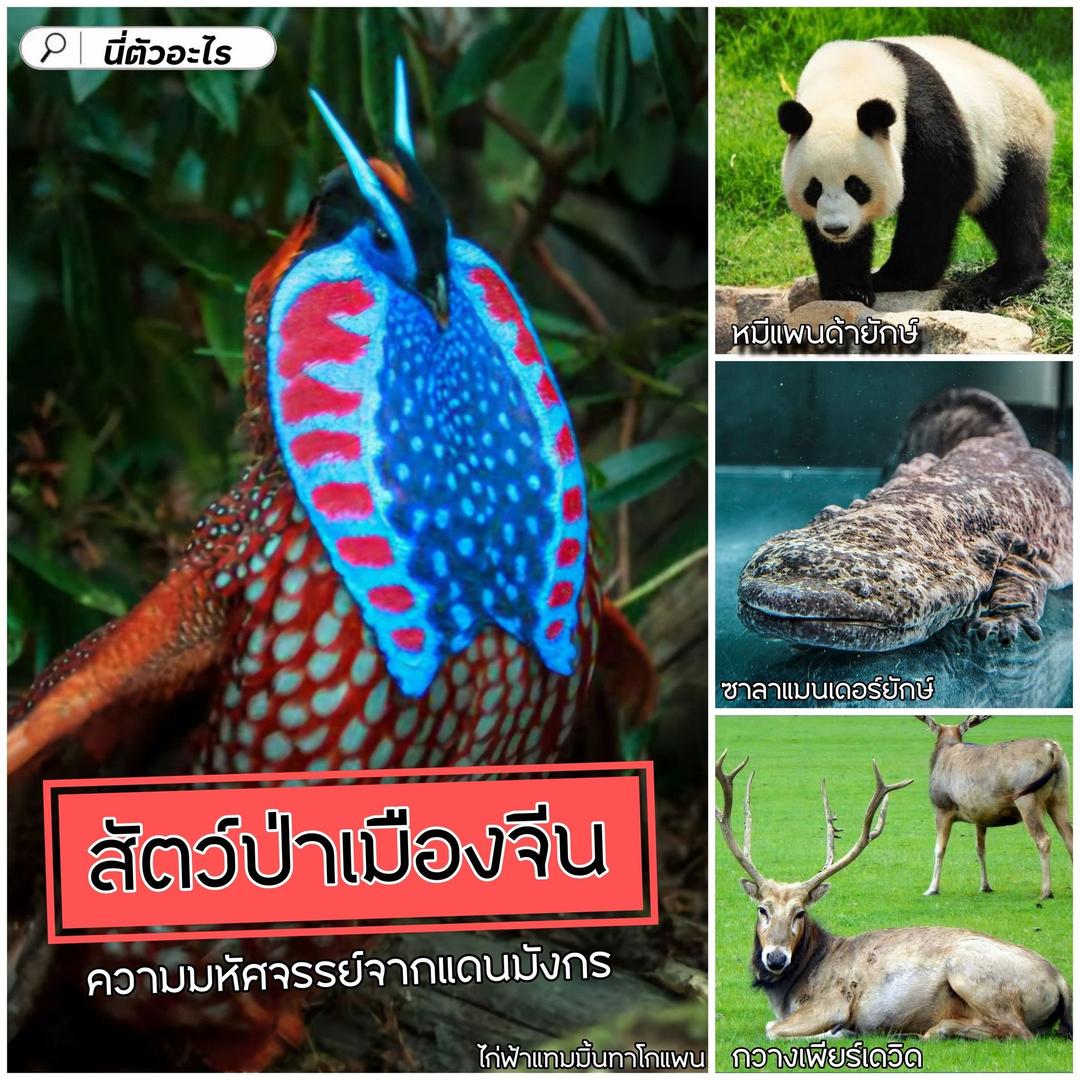 สัตว์ป่าเมืองจีน 🐼 ความมหัศจรรย์จากแดนมังกร