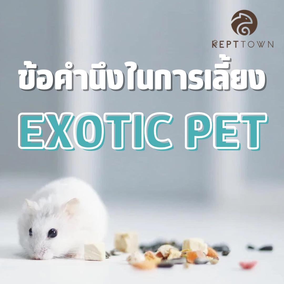 🐣 มือใหม่หัดเลี้ยง Exotic Pets ต้องรู้อะไรบ้าง? คู่มือฉบับเริ่มต้น