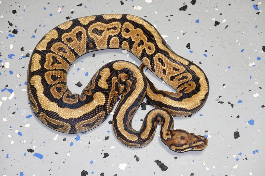 ประวัติของมอร์ฟ “AHI” Ball Python