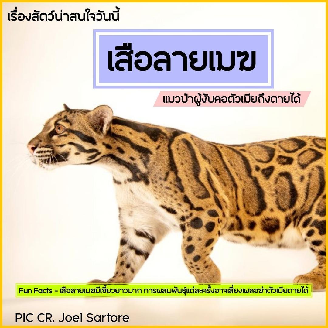 เสือลายเมฆ แมวป่าผู้งับคอตัวเมียถึงตายได้