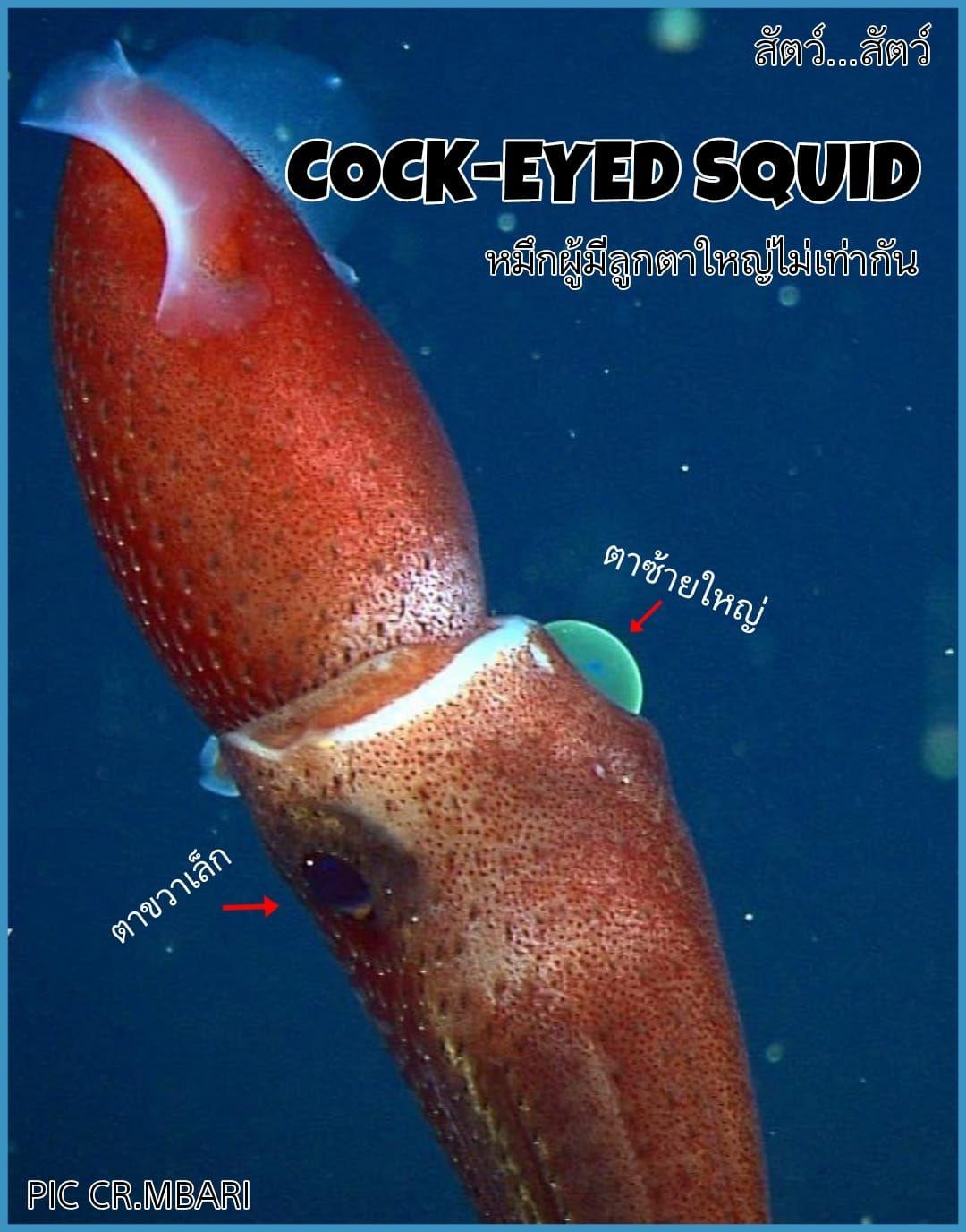 Cock-eyed squid หมึกผู้มีลูกตาใหญ่ไม่เท่ากัน