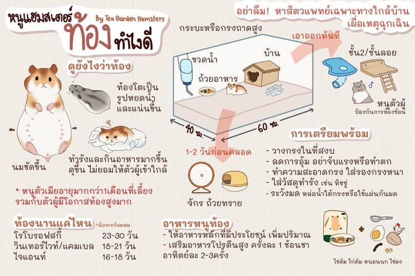  หนูแฮมสเตอร์ท้อง! ทำไงดี  / หนูแฮมสเตอร์คลอดลูก ทำไงดี 