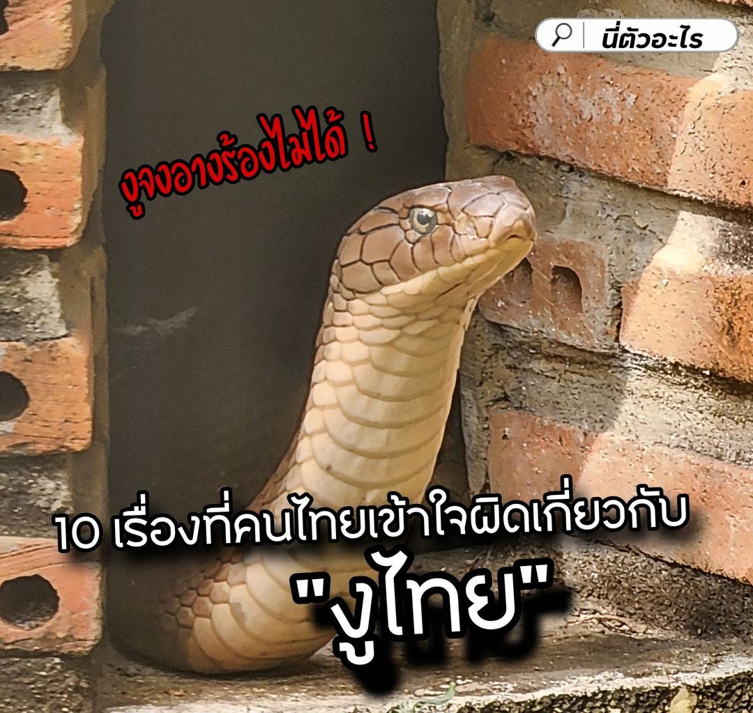 10 เรื่องที่คนไทยเข้าใจผิดเกี่ยวกับ "งูไทย" 