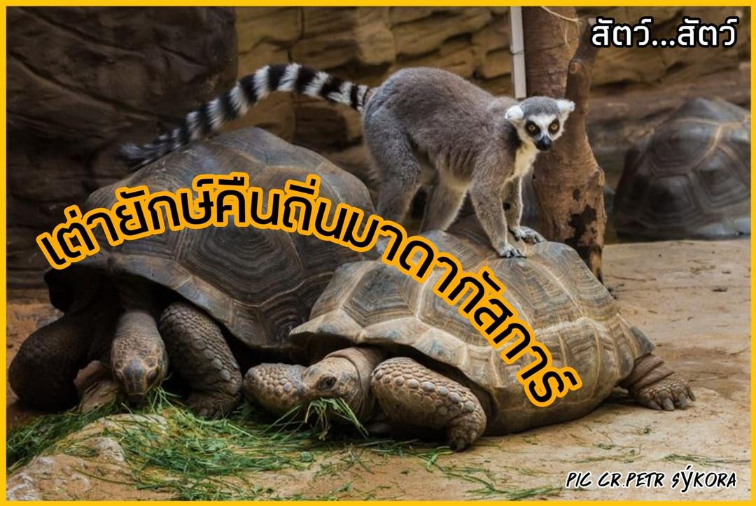 เต่ายักษ์คืนถิ่นมาดากัสการ์