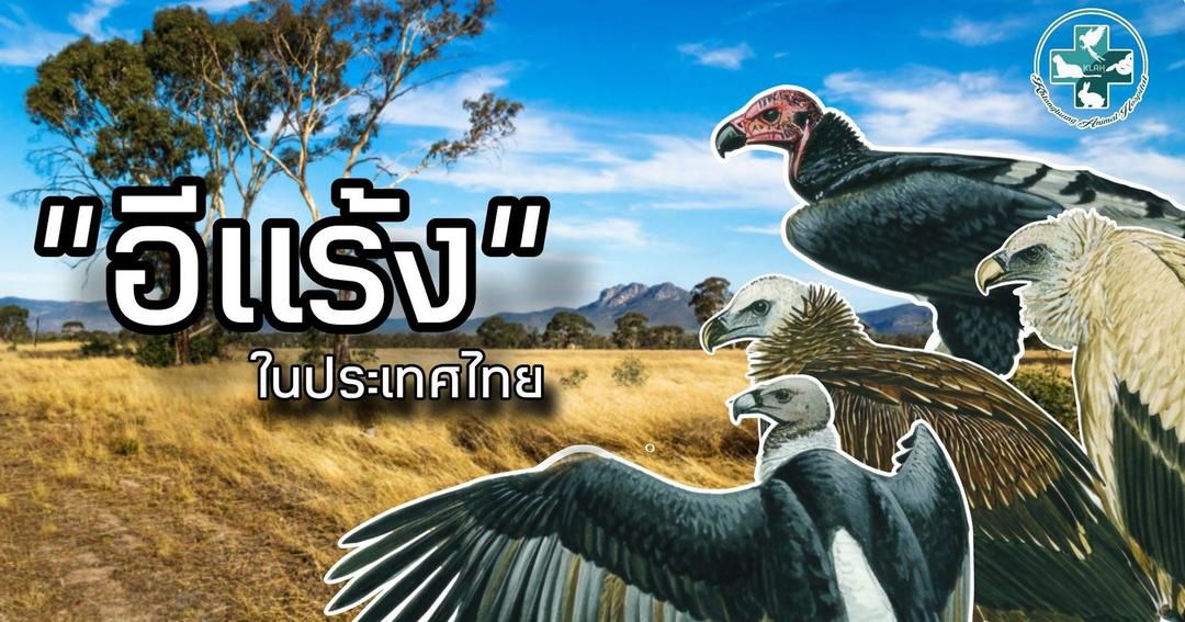 "อีแร้ง" ในประเทศไทย 