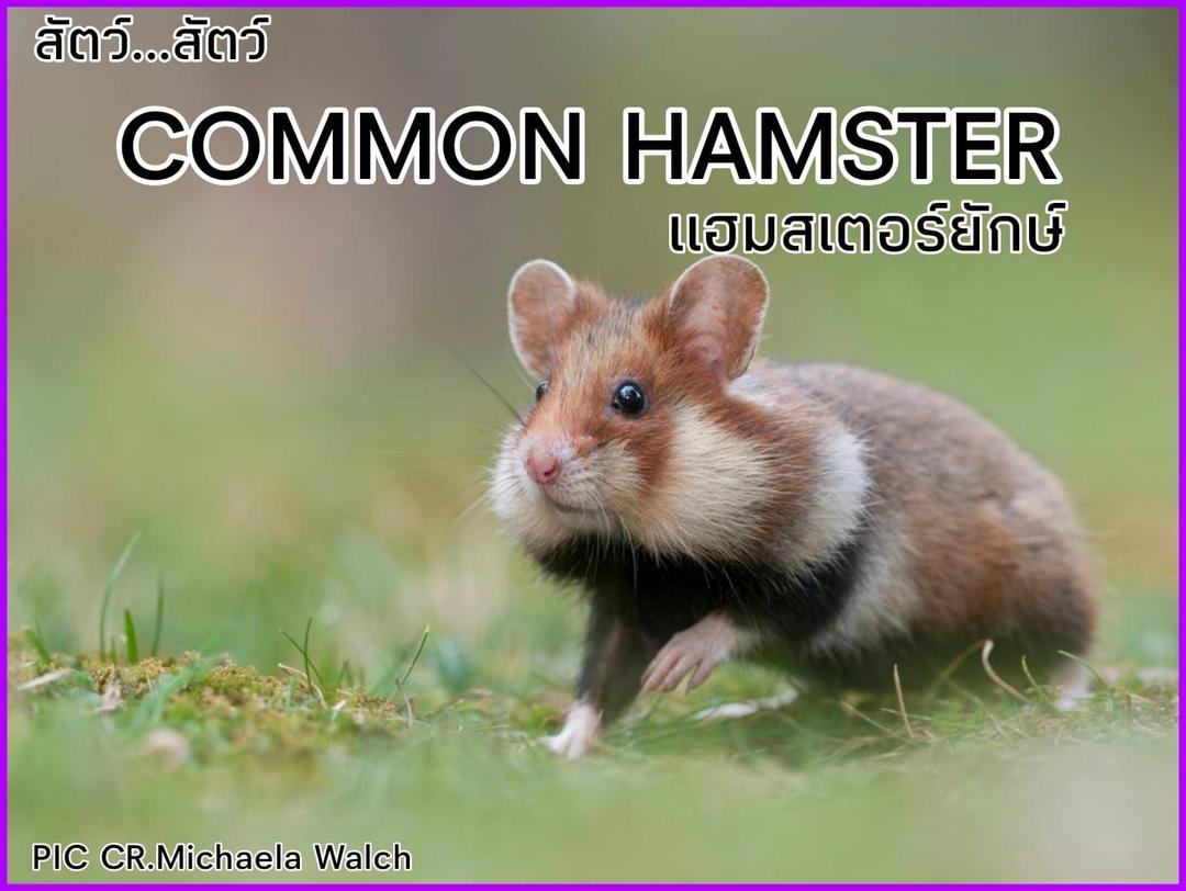 Common Hamster แฮมสเตอร์ยักษ์