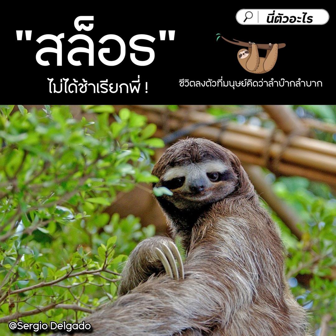 "สล็อธ" ไม่ได้ช้าเรียกพี่ !  ชีวิตลงตัวที่มนุษย์คิดว่าลำบ๊ากลำบาก