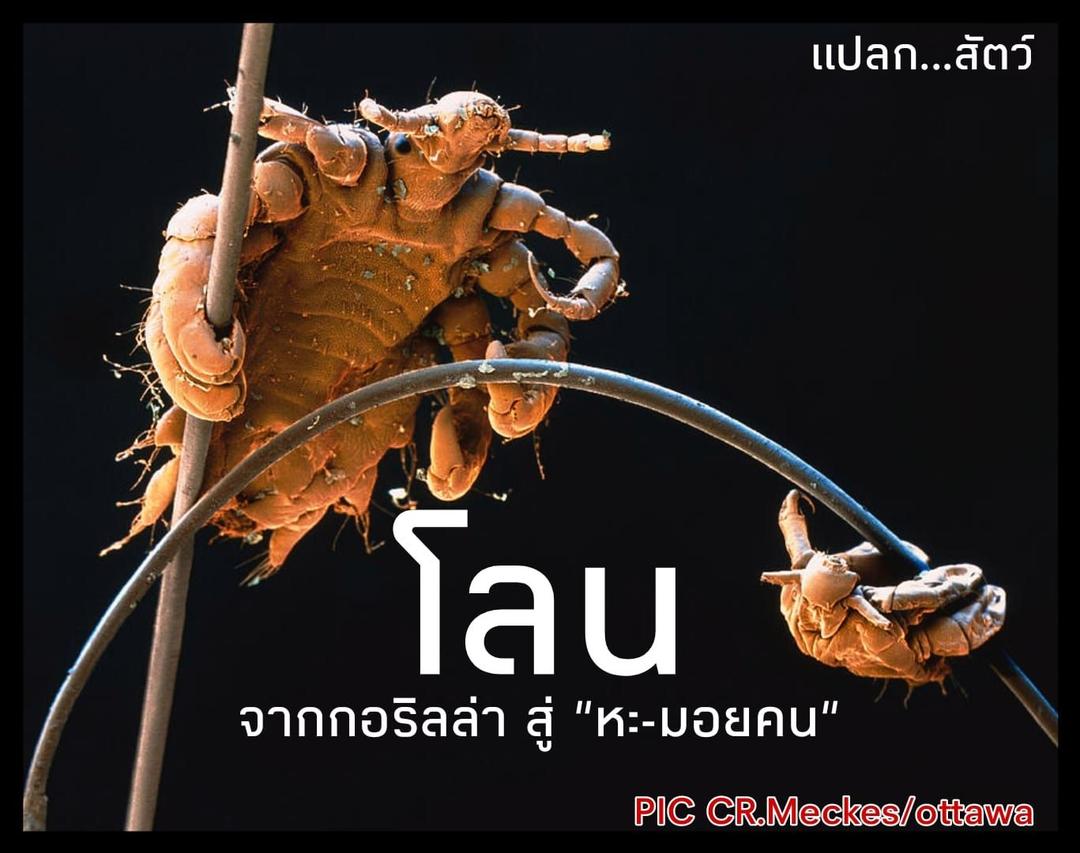 "โลน จากกอริลล่า สู่ "หะ-มอยคน"