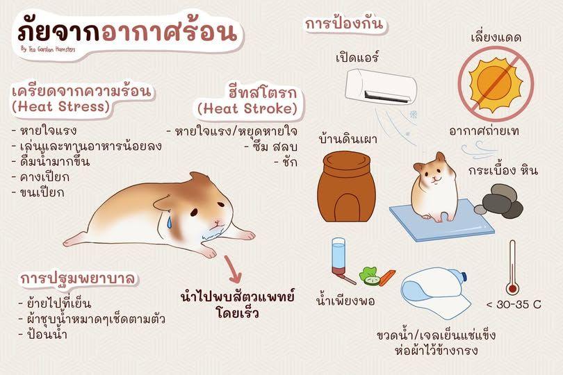 ใกล้หน้าร้อนแล้ว ระวังภัยจากหน้าร้อน ความเครียดจากความร้อน (Heat stress) vs ฮีทสโตรก (Heat stroke) ในแฮมสเตอร์