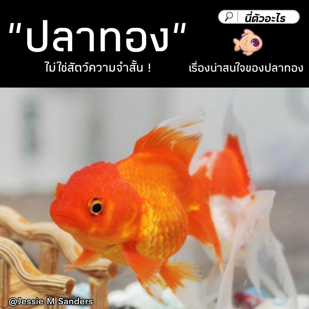 "ปลาทอง" ไม่ใช่สัตว์ความจำสั้น ! เรื่องน่าสนใจของปลาทอง 