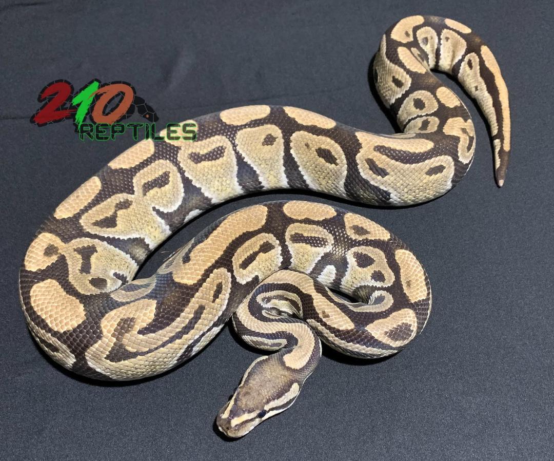 “210 Hypo” มอร์ฟนี้มีที่มาอย่างไรทำไมชื่อเหมือนมอร์ฟ Hypo (มอร์ฟงูบอลไพธอน)