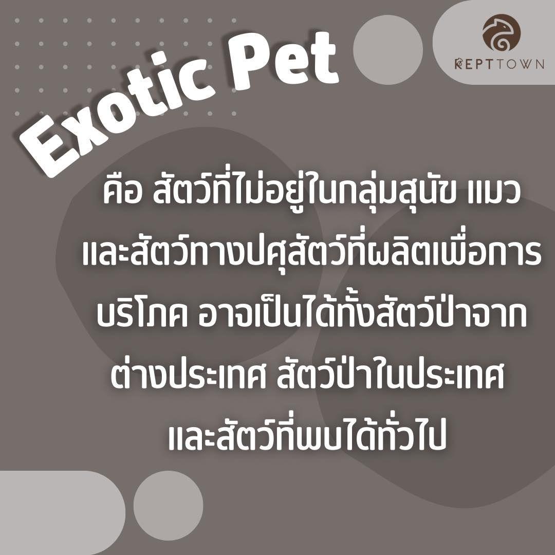 🌟 Exotic Pets คืออะไร? แนะนำ 10 สัตว์เลี้ยงแปลกยอดนิยมในไทย