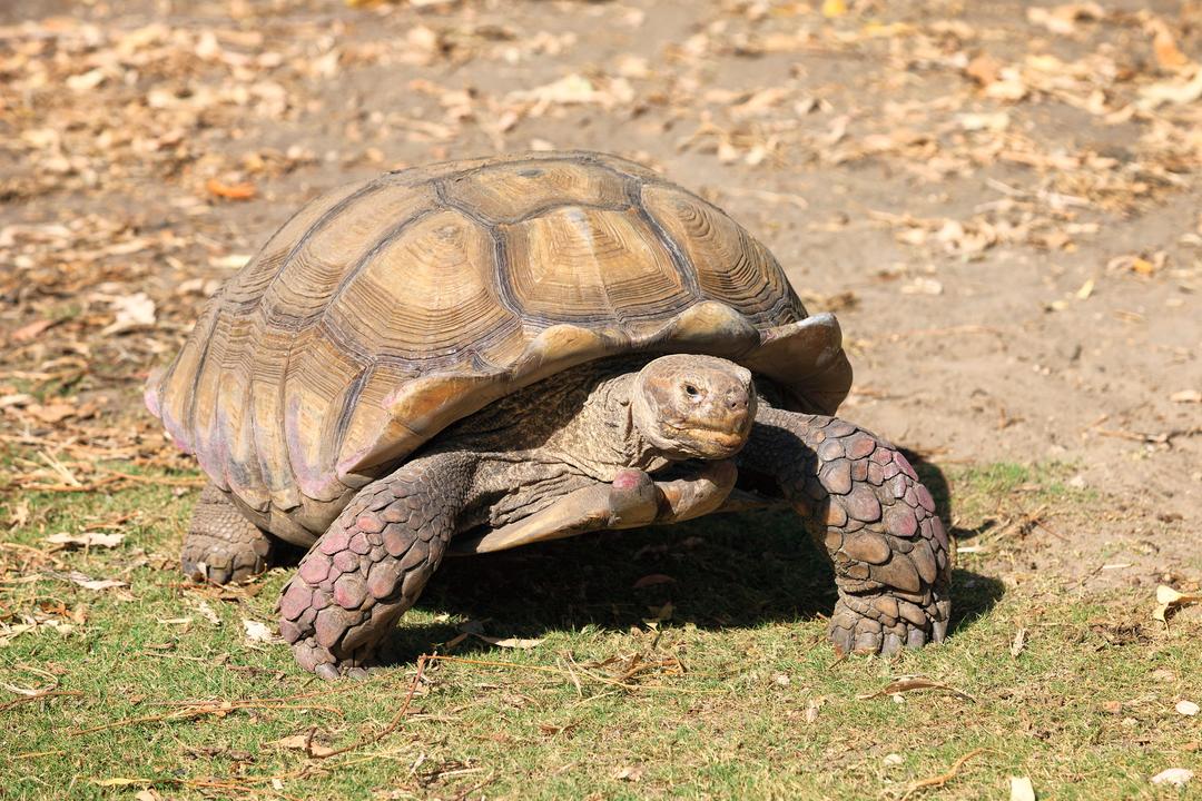 เต่าซูคาต้าเลี้ยงยังไง มีอะไรที่ต้องรู้บ้าง??? - คู่มือการเลี้ยงเต่าซูคาต้า (Sulcata Tortoise) สำหรับมือใหม่จาก Repttown