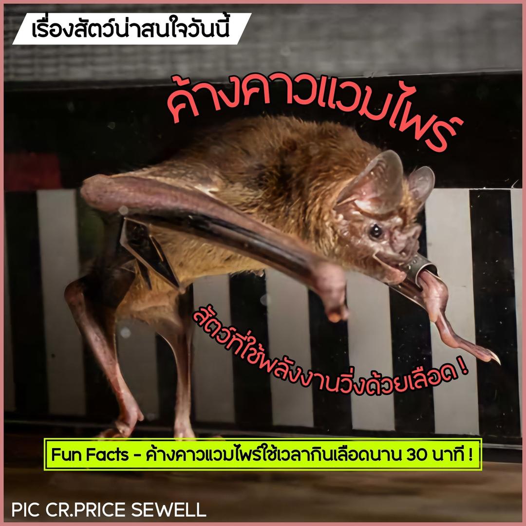 ค้างคาวแวมไพร์ สัตว์ที่ใช้พลังงานวิ่งด้วยเลือด !