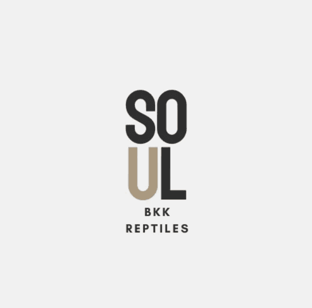 SOUL BKK Reptiles มาได้อย่างไร