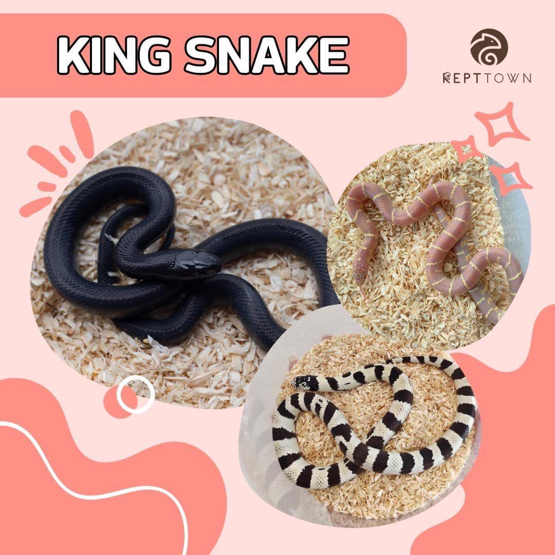 งูคิงเลี้ยงยังไง มีอะไรที่ต้องรู้บ้าง??? - คู่มือการเลี้ยง King Snake และ Milk Snake สำหรับมือใหม่จาก Repttown