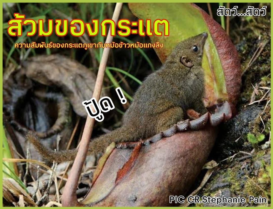 ส้วมของกระแต ความสัมพันธ์ของกระแตภูเขากับหม้อข้าวหม้อแกงลิง