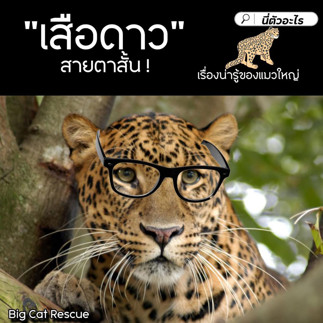 "เสือดาว" สายตาสั้น !  เรื่องน่ารู้ของแมวใหญ่ 