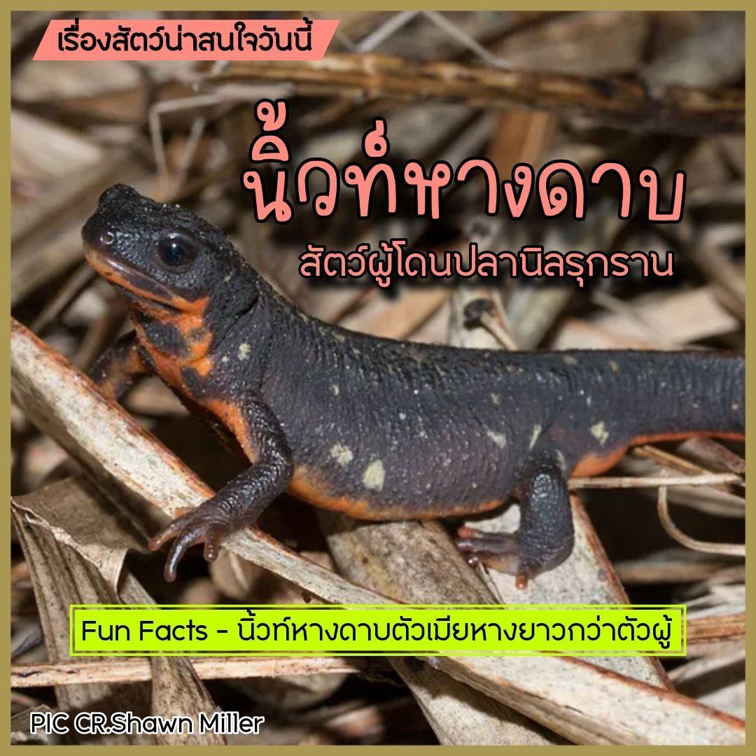 นิวต์หางดาบ สัตว์ผู้โดนปลานิลรุกราน