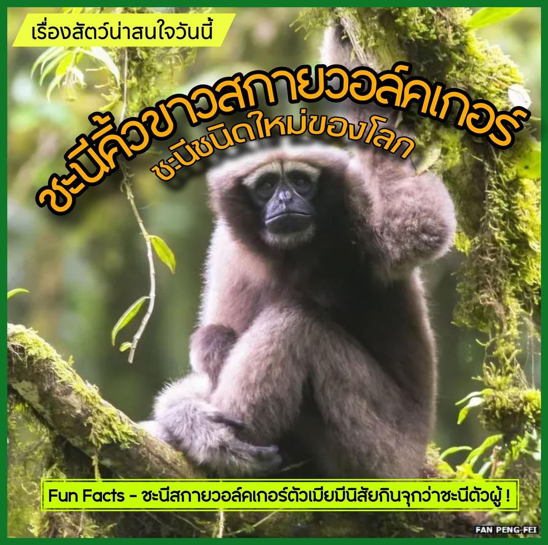 ชะนีคิ้วขาวสกายวอล์คเกอร์ ชะนีชนิดใหม่ของโลก