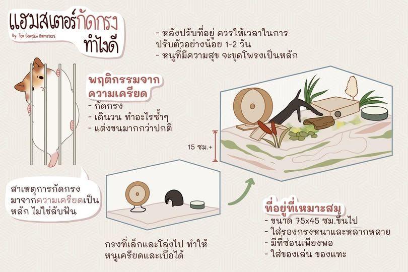 แฮมสเตอร์กัดกรง ทำไงดี แก้ยังไง ที่นี่มีคำตอบ  By Tea Garden Hamsters