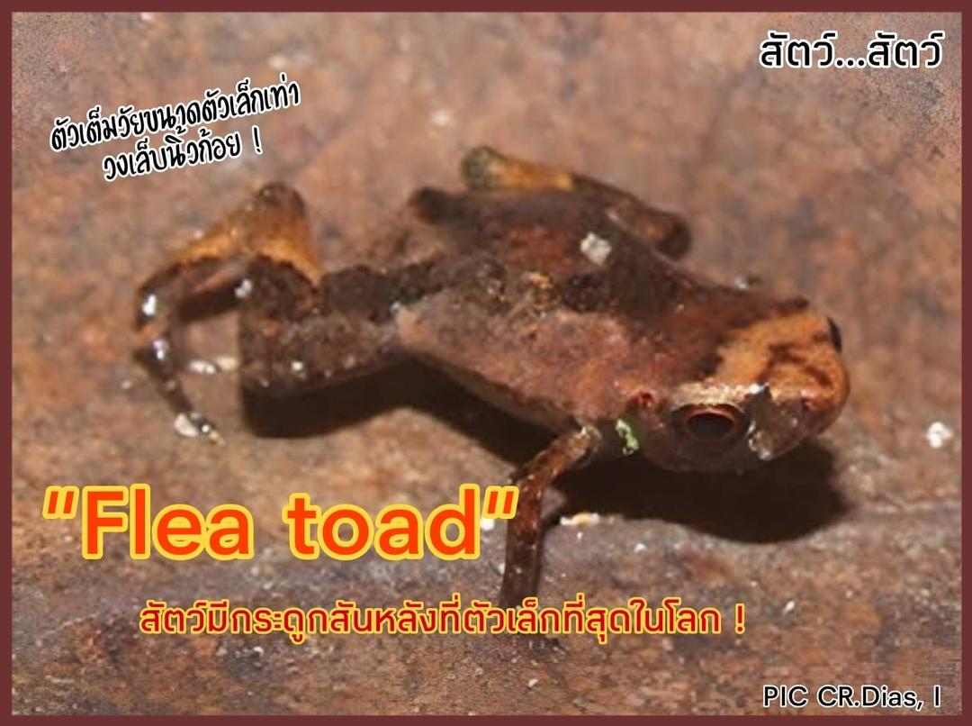 "Flea toad" สัตว์มีกระดูกสันหลังที่ตัวเล็กที่สุดในโลก