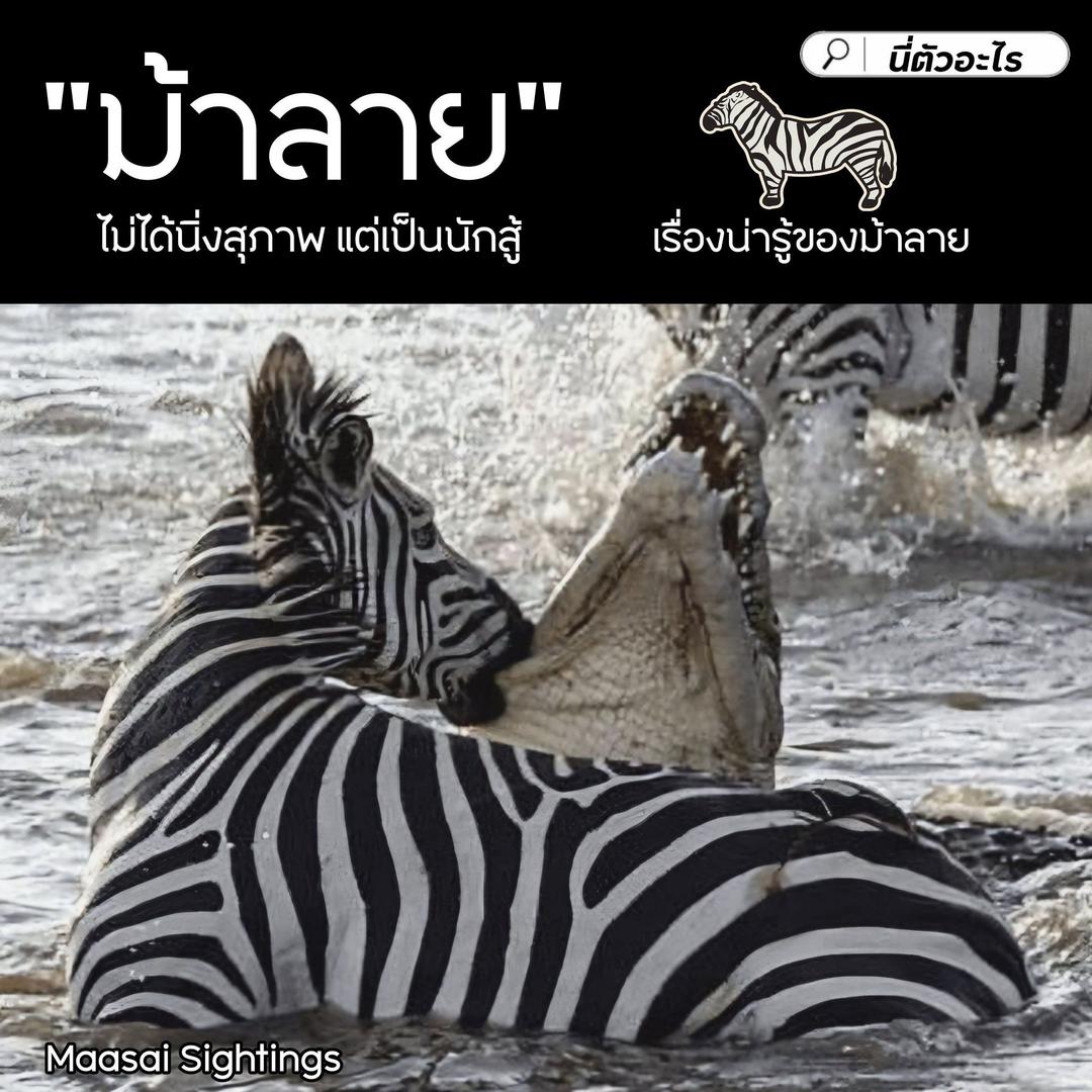 "ม้าลาย" ไม่ได้นิ่งสุภาพ แต่เป็นนักสู้ 🦓 เรื่องน่ารู้ของม้าลาย