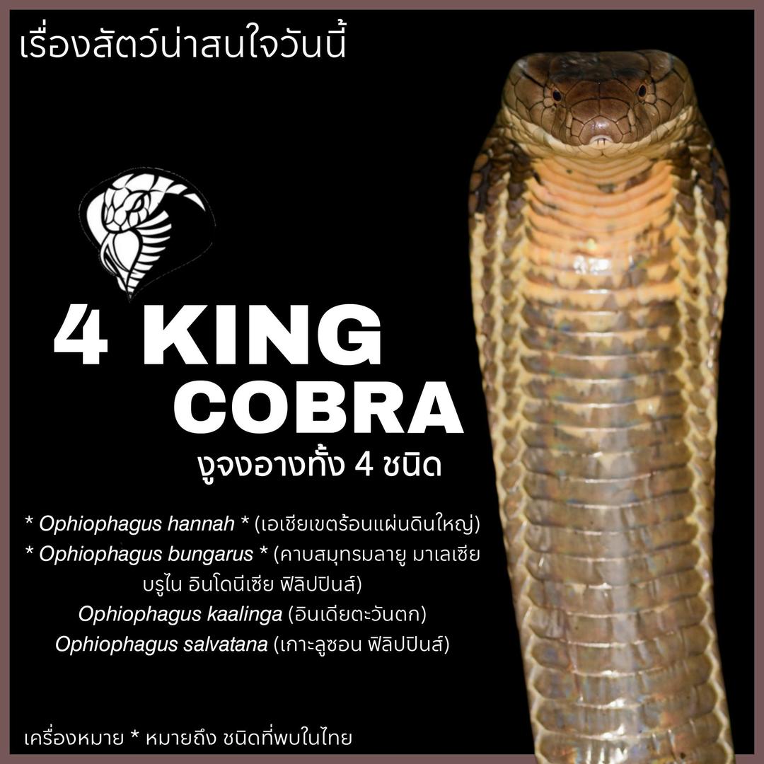 4 KING COBRA งูจงอางทั้ง 4 ชนิด