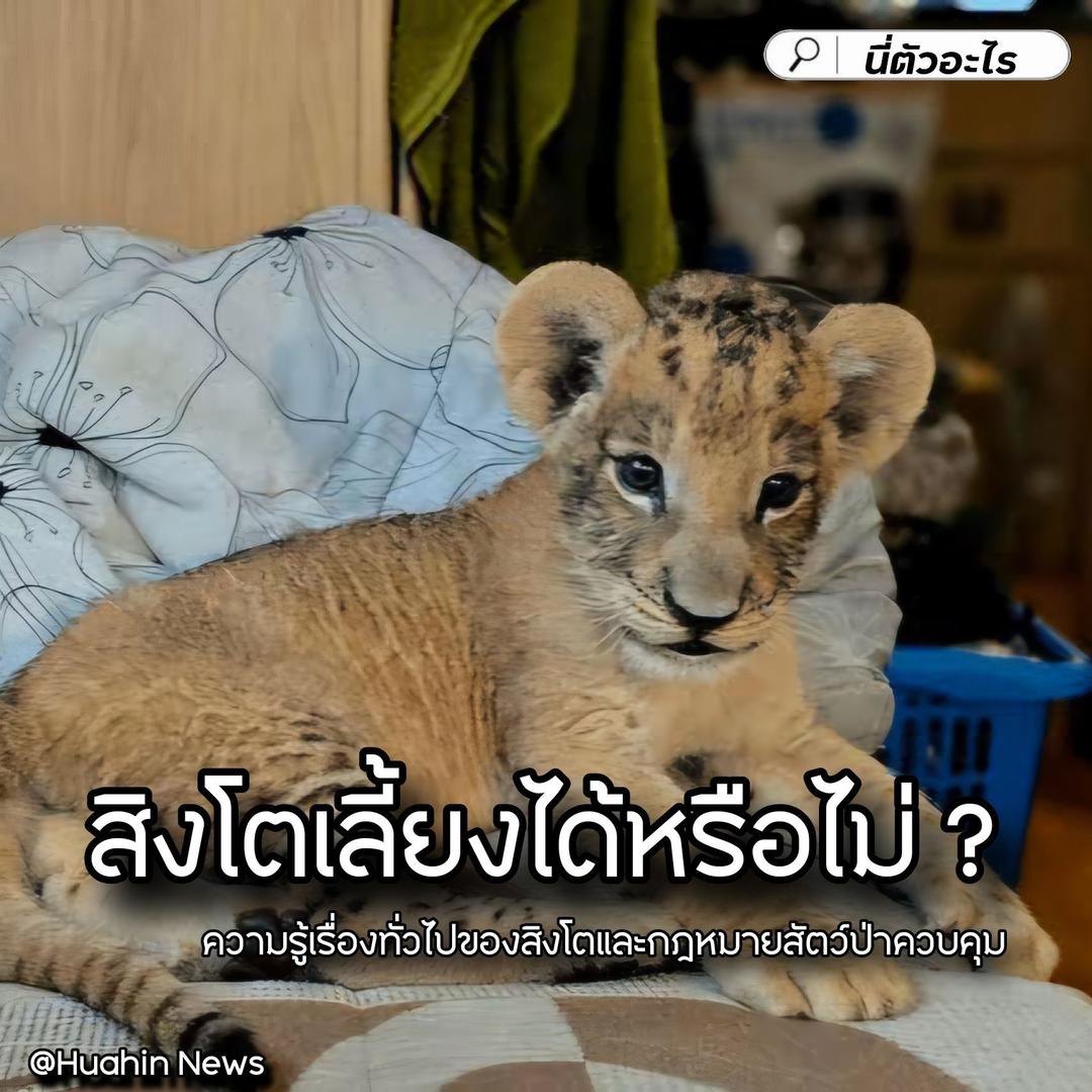 สิงโตเลี้ยงได้หรือไม่ ? 🦁 ความรู้ทั่วไปของสิงโตและกฎหมายสัตว์ป่าควบคุม