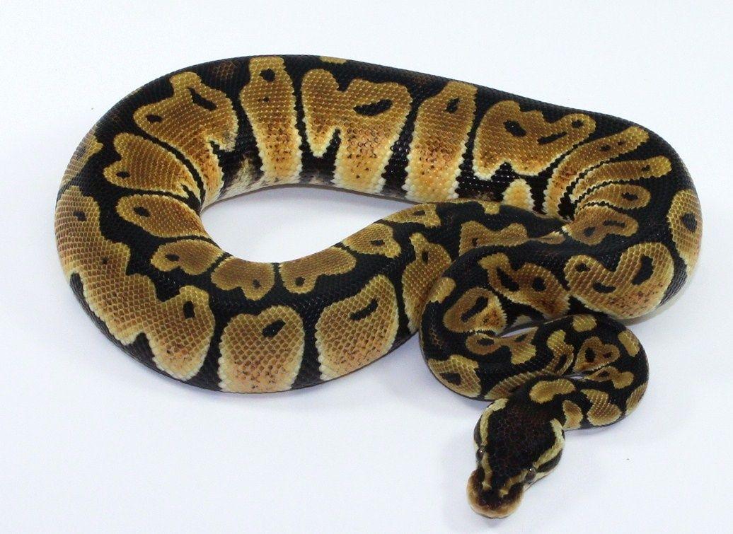 “Adder Ball Python” – มอร์ฟลึกลับจากปี 2006 ที่หลายคนยังไม่รู้จัก