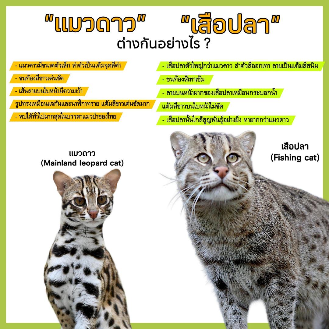 "แมวดาว" "เสือปลา" ต่างกันอย่างไร ?