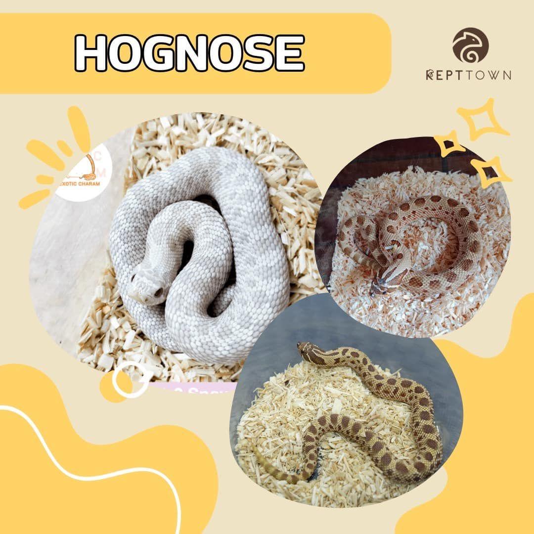 งูฮอคโนสเลี้ยงยังไง มีอะไรที่ต้องรู้บ้าง??? - คู่มือการเลี้ยง Hognose Snake สำหรับมือใหม่จาก Repttown