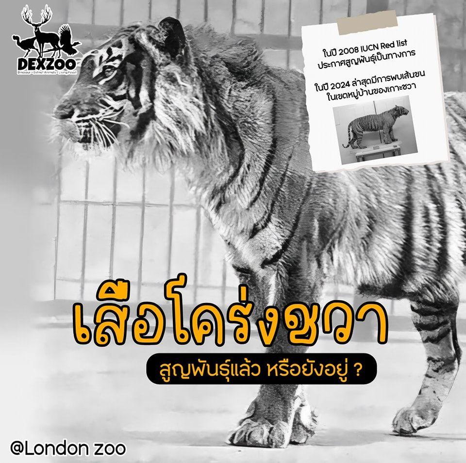 เสือโคร่งชวา สูญพันธุ์แล้ว หรือยังอยู่ ?