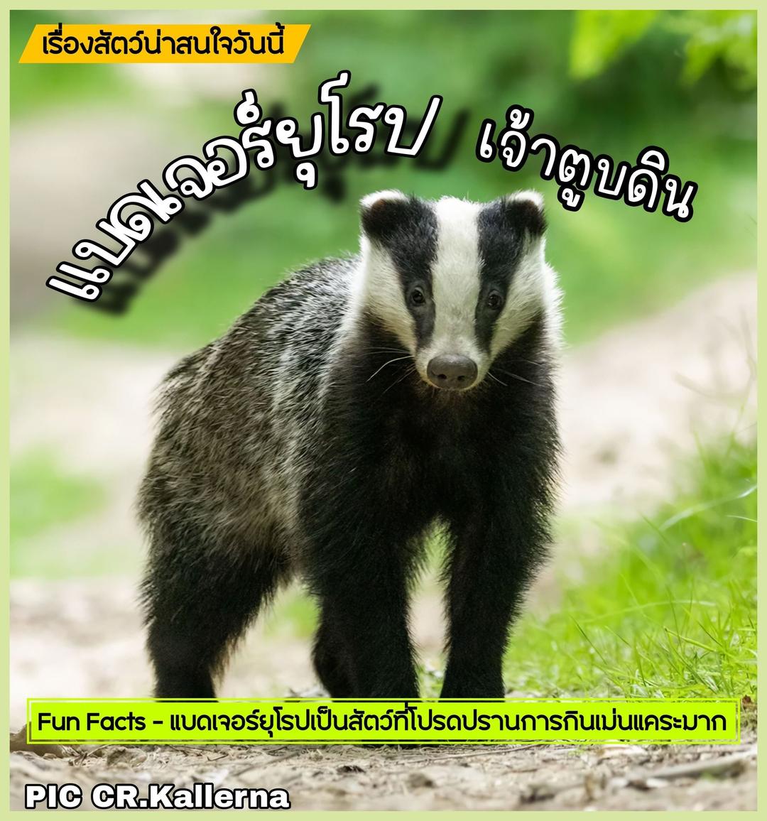 แบดเจอร์ยุโรป เจ้าตูบดิน