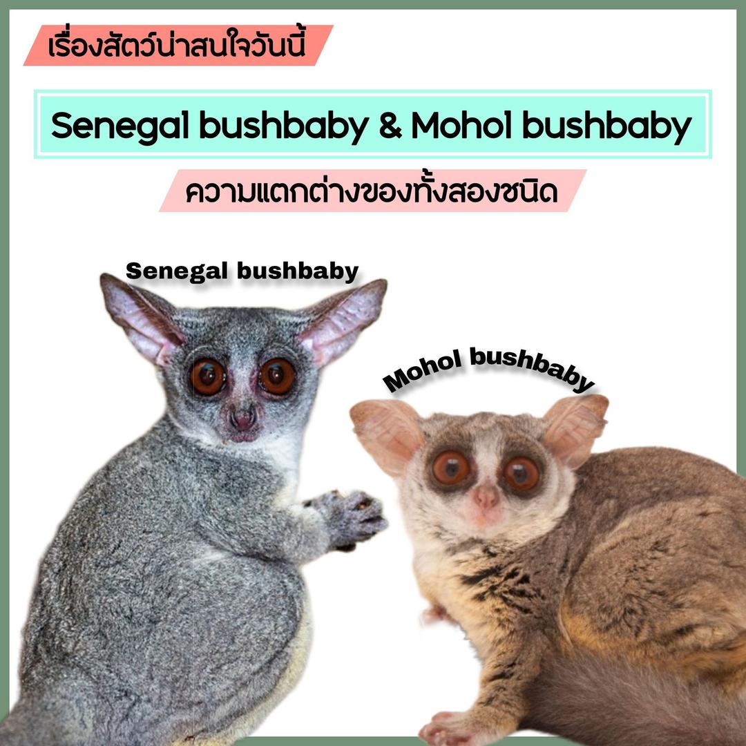 Senegal bushbaby & Mohol bushbaby ความแตกต่างของทั้งสองชนิด