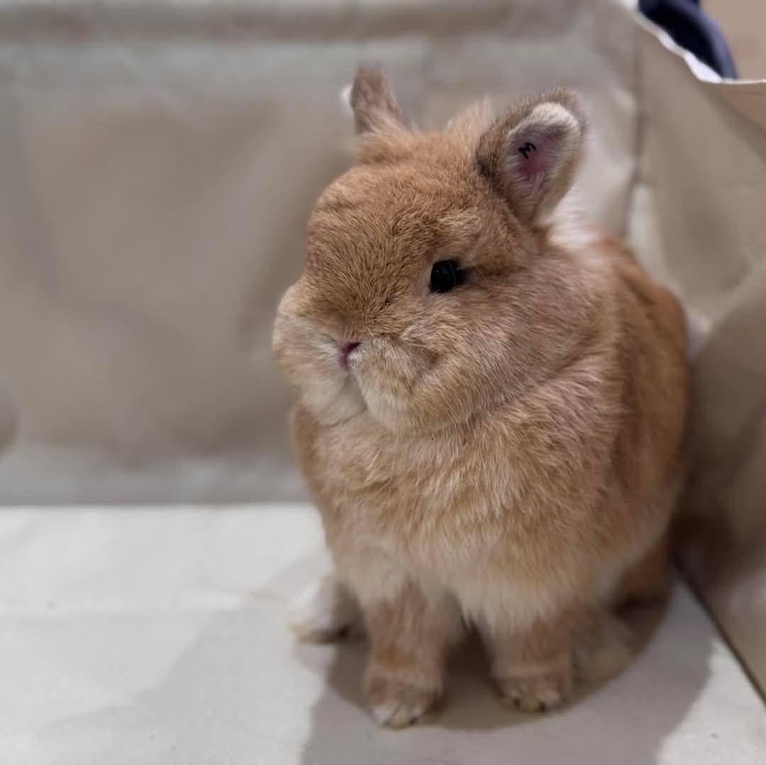 คู่มือเลือกอาหารกระต่ายฉบับมือโปร: จากประสบการณ์ในการเลี้ยงดูและสนามประกวดในมุมมองของนักวิทย์